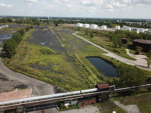 August 2021 - Native vegetation reclaiming Coal Yard